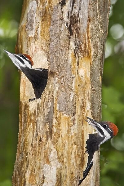 Pileated Woodpecker nest and young - Connecticut USA - June