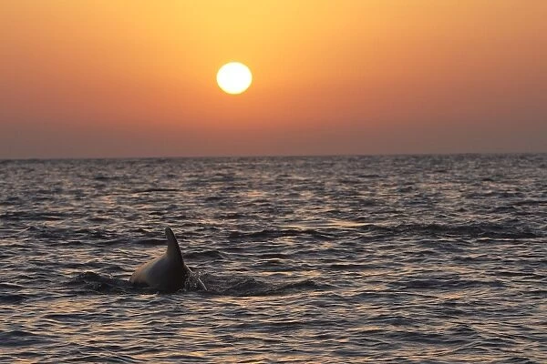Pilot Whale - at sunset. The strait of Gibraltar