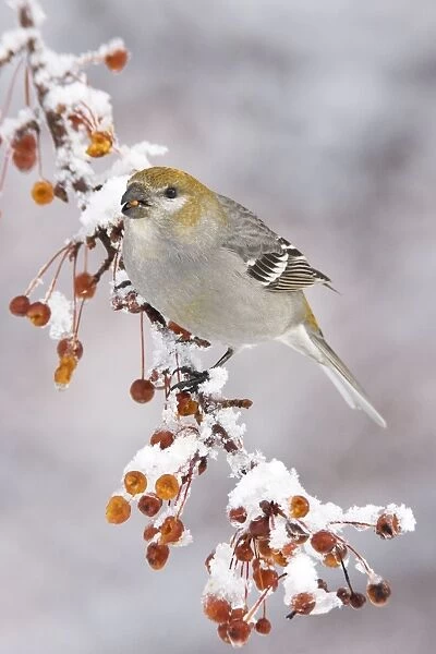Pine Grosbeak - female in winter, CT in January. USA