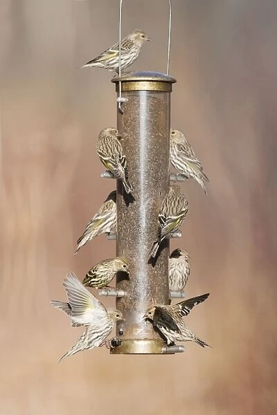 Pine Siskin - at bird feeder in winter - CT - USA - February