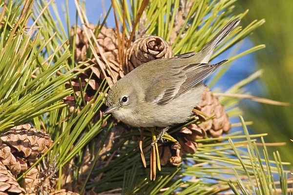 Pine Warbler - Immature female in first winter. December, CT. USA