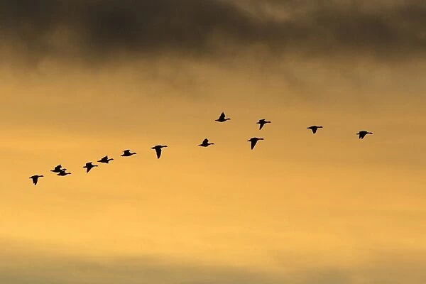 Pink-footed Geese - skein flying in autumn twilight, Lindisfarne National Nature Reserve, Northumberland, England