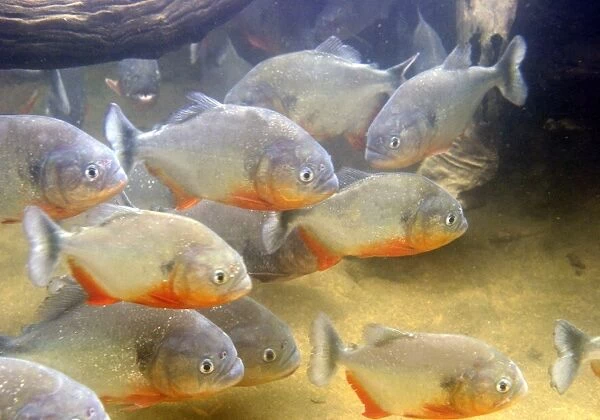 Piranha - underwater