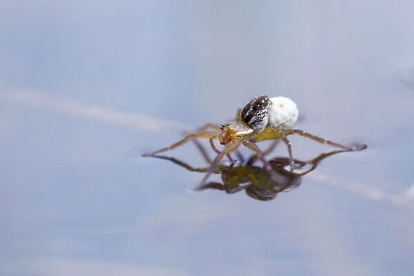 Pirate Wolf Spider - on water with Egg Sack - Cornwall, UK