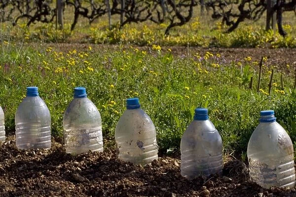 Plastic bottle recycling as mini-greenhouses