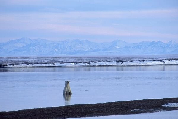Polar Bear - in Beaufort Sea along the shore of the Arctic National Wildlife Refuge, Alaska. October. Brooks Mountain Range in background. MA2080