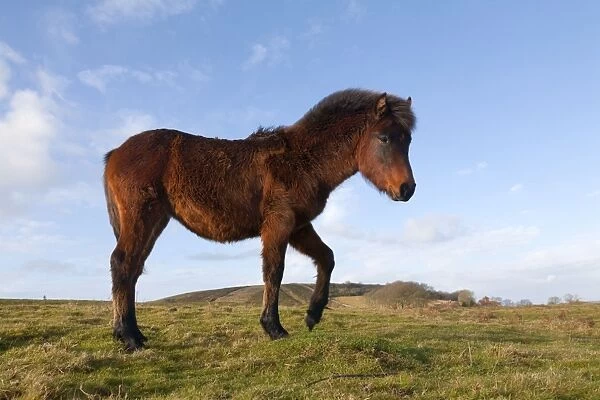 Pony - Somerset, UK