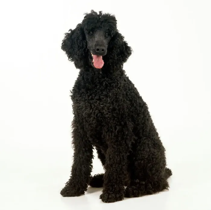Framed Print : Poodle - Unclipped Print Framed Print : Poodle - Unclipped Print