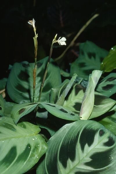 Prayer Plant  /  Rabbit Tracks Tropical America. Fam: Marantaceae