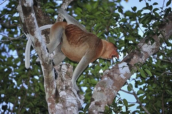 Proboscis Monkey - male calling - Tanjung Puting National Park - Kalimantan - Borneo - Indonesia