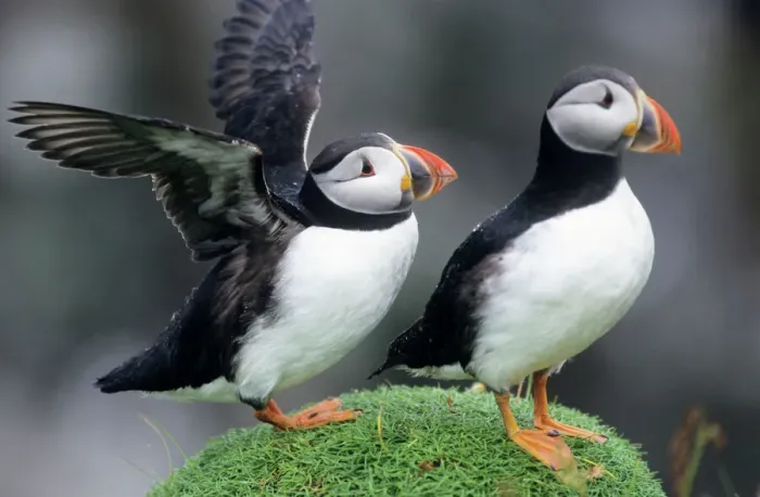 Framed Print : Puffin Pair Print Framed Print : Puffin Pair Print