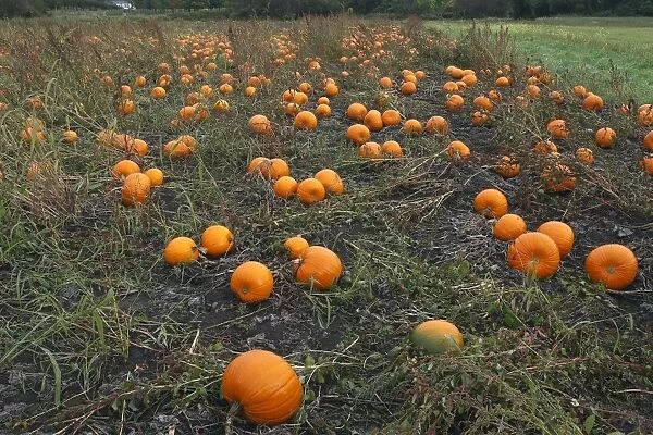Pumpkins - growing in field