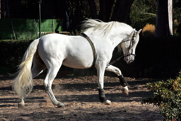 Pure Blood Andalusian Horse - training. The Royal School of Equestrian Art (Ecole Royale d'Equitation de Jerez de la Frontera) - Spain