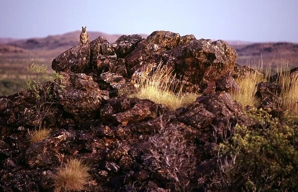 Purple- Necked Rock Wallaby - Selwyn Range, Queensland, Australia JPF11715