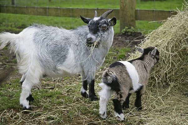 Pygmy Goat & kid in farm yard eating hay