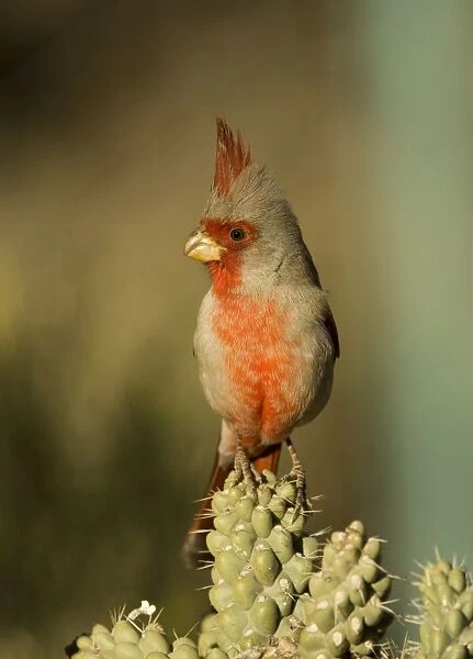 Pyrrhuloxia - male - Perched on cholla cactus branch Rose-colored breast and crest suggest a Cardinal but the gray back and yellow bill set it apart - Range is southwest U. S