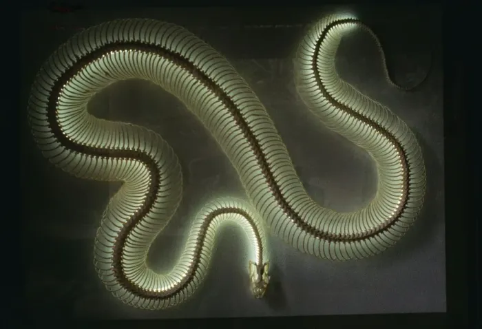 Framed Print : Python Snake Skeleton Print, Neon Tube Bulb Illuminated Framed Print : Python Snake Skeleton Print, Neon Tube Bulb Illuminated