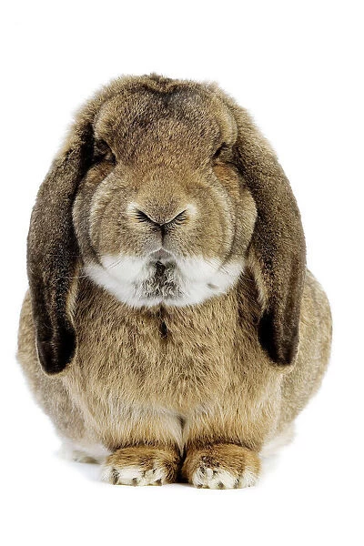 Rabbit - Belier francais breed
