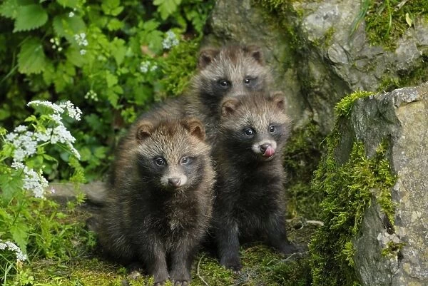 Raccoon dog - three young ones, Germany