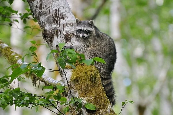 Raccoon - on side of red alder tree in an alder tree grove (often referred to as an alder bottom) along the Queets River, Olympic National Park (rain forest), WA. USA Summer _C3B2542