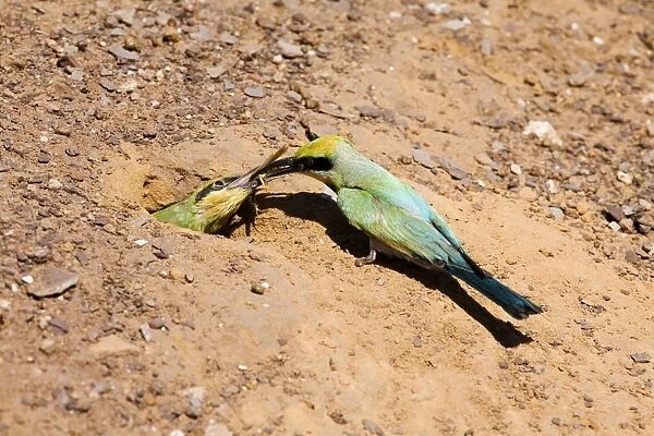 Rainbow Bee-eater feeding chick Nesting in the middle of the Mt Barnett camping ground, Gibb River Road, Kimberley, Western Australia. Inhabits open woodland throughout Australia
