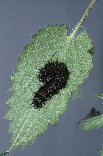 Red Admiral Butterfly - Larva building 'Tent' of Nettle leaf