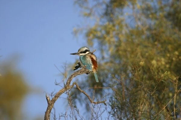 Red-backed Kingfisher Near Alice Springs, Northern Territory, Australia