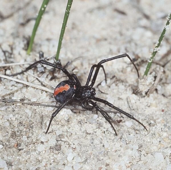 Red Backed  /  Redback Spider Very venemous Australia