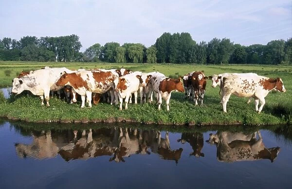 Red Belgian breed Cows - on river bank