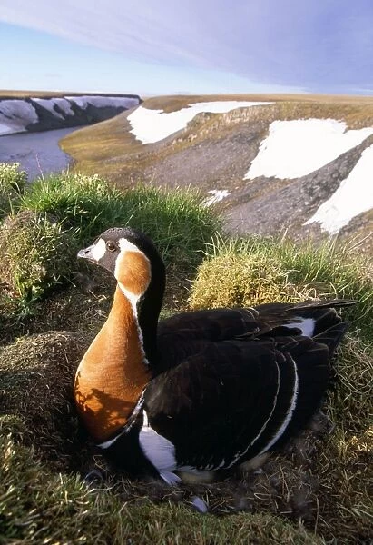 Red-breasted Goose - on nest at riverbank - Taimyr near Kara Sea - Russian Arctic
