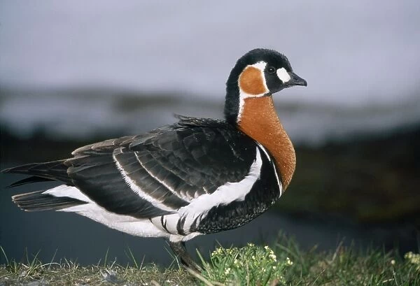 Red-breasted Goose - on riverbank - July - Taimyr peninsula - Russian Arctic