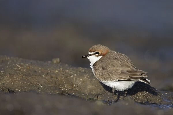 Red-Capped Plover - on beach - Queensland - Australia