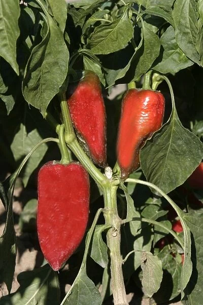 Red Chilli Pepper  /  Pimento