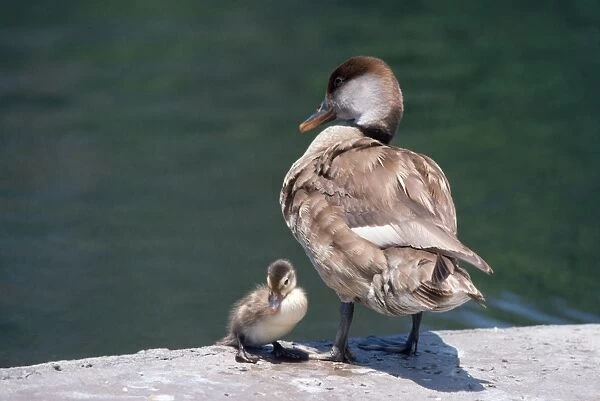 Red-crested Pochard Duck - adult and young