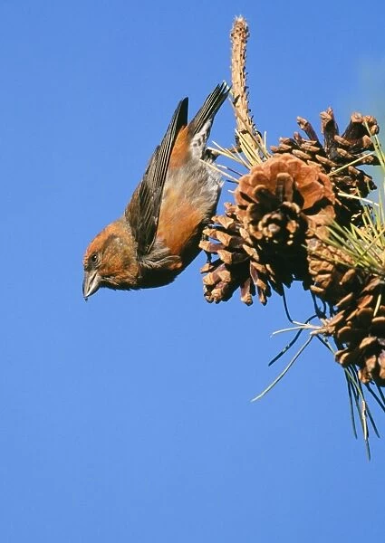 Red Crossbill male feeding on pine cones