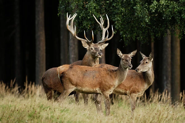 Red Deer - buck and hinds, Germany