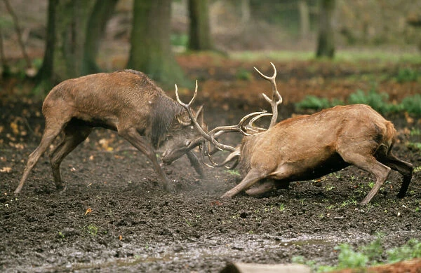 Red Deer SM 1511 Fighting Cervus elaphus © Stefan Meyers  /  ARDEA LONDON