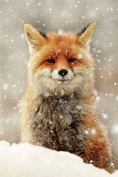 Image result for fox in snow