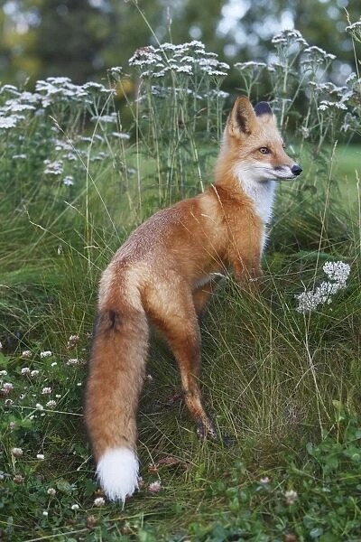 Red Fox - young