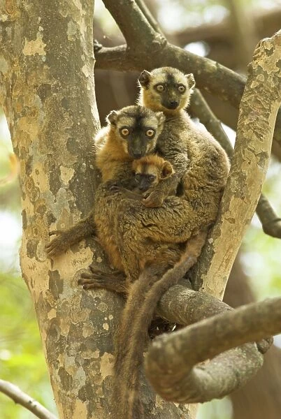 Red-fronted Brown Lemur - Family in tree Berenty. Madagascar