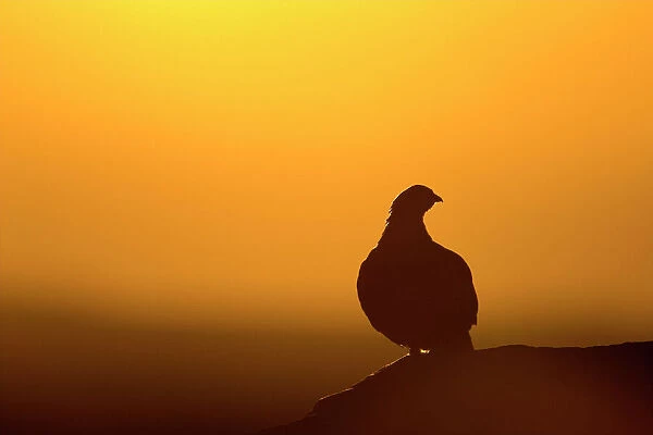 Red Grouse On heather moor, overlooking its domain at sunrise. Silhouette. North Yorkshire. England, UK