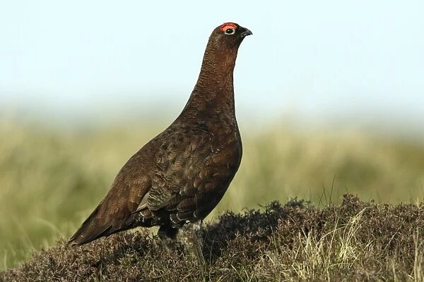 Red Grouse - Male on alert Northumberland, England