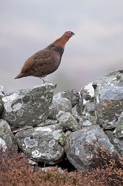Red Grouse - standing on a lichen covered wall in moorland - February - Scotland - UK