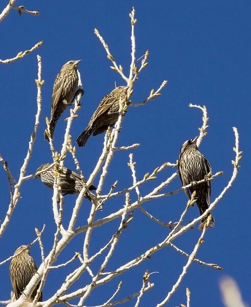 Red-headed Blackbirds - Flock of females in winter perched in tree - South-east Arizona USA