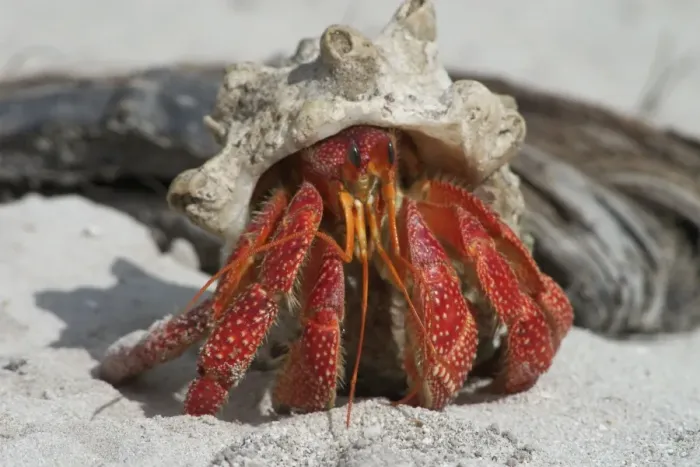 Framed Print : Red Hermit Crab Emerging from its shell Print
