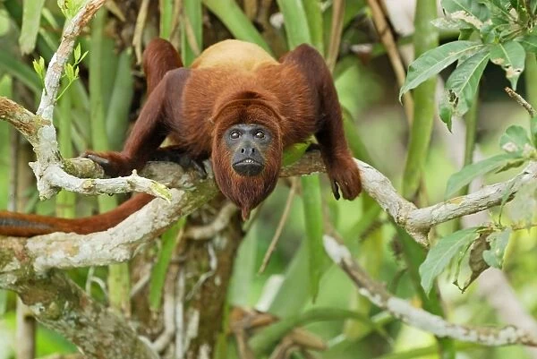Red Howler Monkey - Iquitos - Peru
