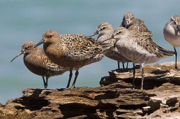 Red Knot in breeding plumage Breeds in widely separated areas of the Arctic and winters in scattered areas of the Southern Hemisphere but some remain in temperate areas of the Northern Hemisphere