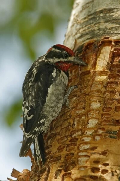 Red-naped Sapsucker - Perched on tree trunk where rows of shallow holes have been drilled in the tree bark over a period of years-Sapsuckers return to drlled holes to drink sap and eat insects-A variety of woodpecker. Montana, USA