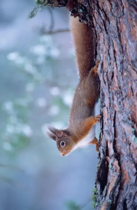 Framed Print : Red Squirrel Print - Climbing Down Tree Trunk