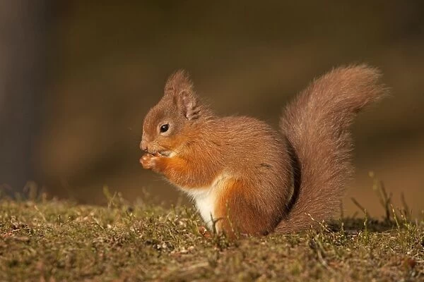 Red Squirrel - eating nuts on woodland floor in morning sunshine - February - Aviemore - Scotland